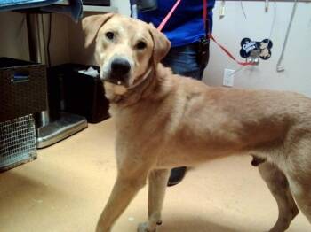 Labrador Retriever and Mixed Breed Dogs Available for Adoption - RED | PetCurious