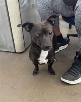 KING THOMAS -  Mixed Breed Dog for Adoption in Dallas, Texas - KING THOMAS | PetCurious