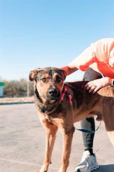 VINNIE -  Mixed Breed Dog for Adoption in Dallas, Texas - VINNIE | PetCurious