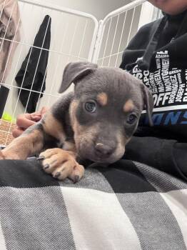 Mixed Breed Dogs Available for Adoption - Kodiak | PetCurious