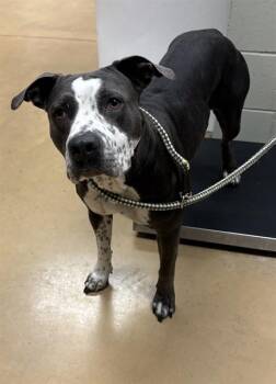 KIEL -  Pit Bull Terrier and Mixed Breed Dog for Adoption in Minneapolis, Minnesota - KIEL | PetCurious
