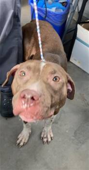 MERA -  Mixed Breed Dog for Adoption in Dallas, Texas - MERA | PetCurious