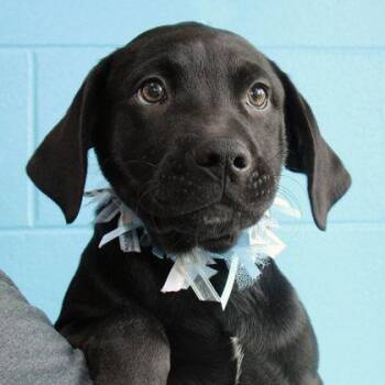 Mounds -  Mixed Breed Dog for Adoption in Lansing, Michigan - Mounds | PetCurious