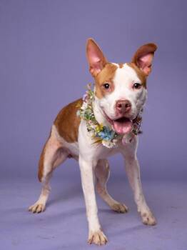 Eria -  Pit Bull Terrier and Mixed Breed Dog for Adoption in Atlanta, Georgia - Eria | PetCurious