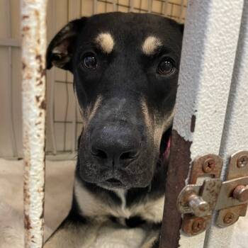 Rescue Mixed Breed Dogs for Adoption in Dickinson, Texas - Jasper | PetCurious