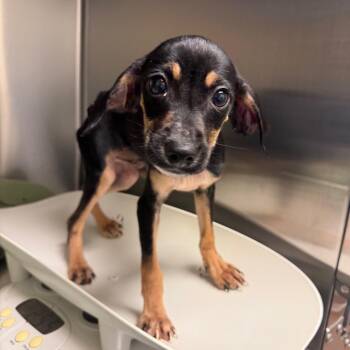 Caliber -  Mixed Breed Dog for Adoption in Columbus, Georgia - Caliber | PetCurious
