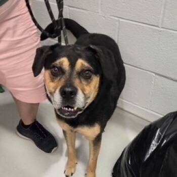 Rescue Mixed Breed Dogs for Adoption in Jeffersonville, Indiana - Walter | PetCurious