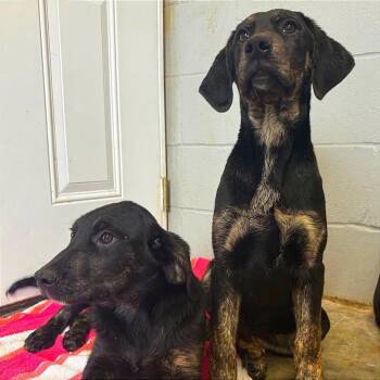 Labrador Retriever and Mixed Breed Dogs Available for Adoption in New York, New York - Scooby | PetCurious