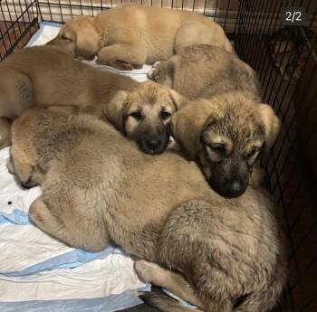 Anatolian Shepherd Dogs Available for Adoption - Basmati | PetCurious