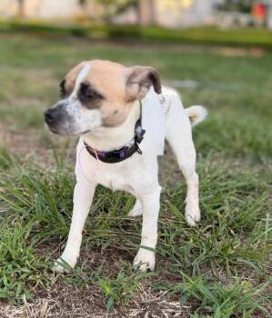 Clem - Fostered in SE Nebraska -  Beagle Dog for Adoption in Overland Park, Kansas - Clem - Fostered In SE Nebraska | PetCurious