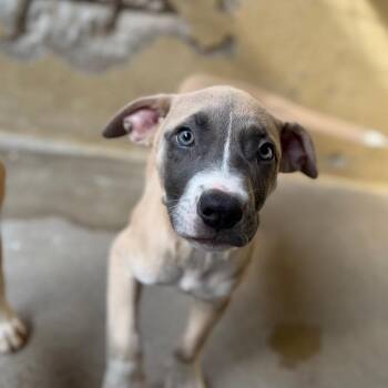 Apollo -  Pit Bull Terrier and Mixed Breed Dog for Adoption in Tulsa, Oklahoma - Apollo | PetCurious