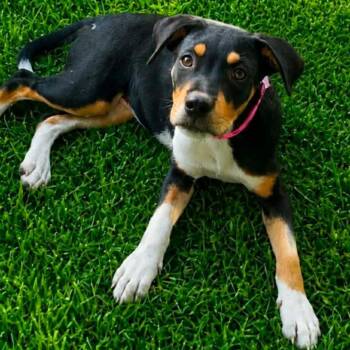 Bonnie Kelly -  Catahoula Leopard Dog and Mixed Breed Dog for Adoption in Wadena, Minnesota - Bonnie Kelly | PetCurious