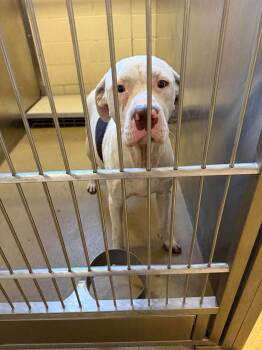 Found stray: Karma -  Pit Bull Terrier Dog for Adoption in Rockwall, Texas - Found Stray: Karma | PetCurious