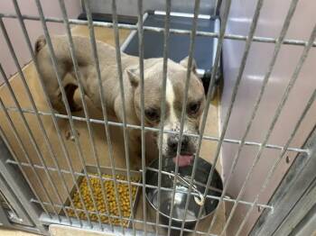 Pit Bull Terrier Dogs Available for Adoption in Martinez, California - THUMPER | PetCurious