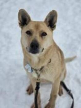 Australian Kelpie Dogs Available for Adoption - Mouse Trap | PetCurious