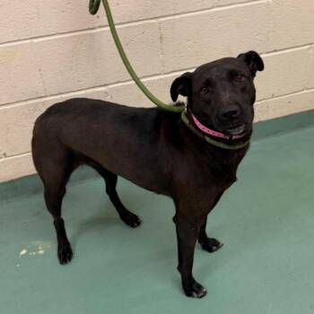 Clover -  Mixed Breed Dog for Adoption in Memphis, Tennessee - Clover | PetCurious