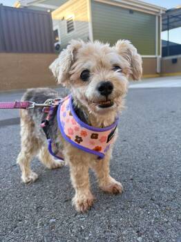 Daisy -  Yorkshire Terrier Dog for Adoption in Mt. Juliet, Tennessee - Daisy | PetCurious