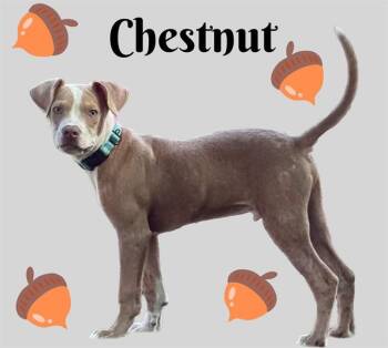 CHESTNUT -  Pit Bull Terrier and Mixed Breed Dog for Adoption in Sarasota, Florida - CHESTNUT | PetCurious