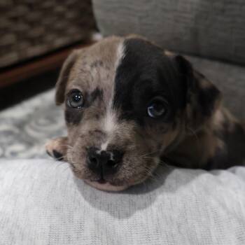 Pit Bull Terrier Dogs Available for Adoption in Avon, Ohio - Truffles | PetCurious