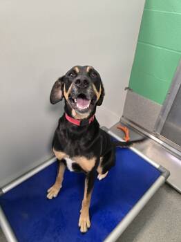 Rescue Rottweiler and Mixed Breed Dogs for Adoption in Wellington, Kansas - Rocco | PetCurious