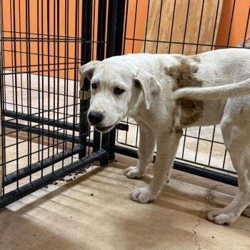 Clint -  Labrador Retriever and Pit Bull Terrier Dog for Adoption in San Saba, Texas - Clint | PetCurious