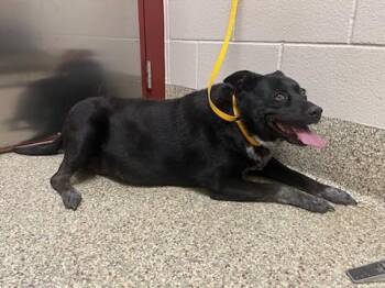 Australian Cattle Dog Blue Heeler and Mixed Breed Dogs Available for Adoption - ANGEL | PetCurious