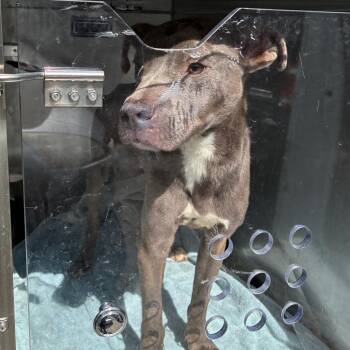 LordNibbler -  Mixed Breed Dog for Adoption in Philadelphia, Pennsylvania - LordNibbler | PetCurious