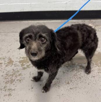 Ginger -  Terrier and Miniature Poodle Dog for Adoption in Sacramento, California - Ginger | PetCurious