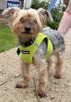 Taz -  Yorkshire Terrier Dog for Adoption in Oxford, Michigan - Taz | PetCurious