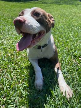 Rescue American Staffordshire Terrier Dogs for Adoption in Spring, Texas - Betsy | PetCurious