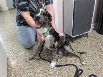Caspian -  Catahoula Leopard Dog and Cattle Dog Dog Available for Adoption in Fairhope, Alabama - Caspian | PetCurious