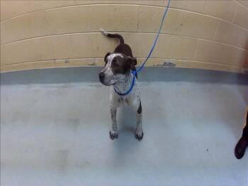 HOLIDAY -  Pit Bull Terrier and Mixed Breed Dog for Adoption in Tulsa, Oklahoma - HOLIDAY | PetCurious
