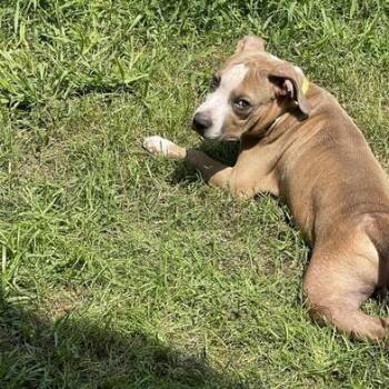 Boxer and Bulldog Dogs Available for Adoption in Liverpool, Texas - Smokey | PetCurious