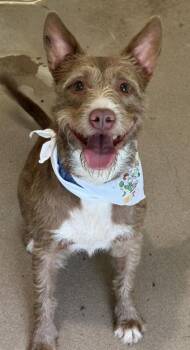 Zoink -  Terrier and Mixed Breed Dog for Adoption in San Antonio, Texas - Zoink | PetCurious
