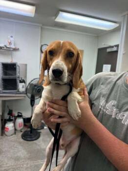 Wyatt -  Beagle and Mixed Breed Dog for Adoption in Bowling Green, Kentucky - Wyatt | PetCurious