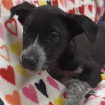 Chaco -  Cattle Dog and Mixed Breed Dog for Adoption in Las Vegas, Nevada - Chaco | PetCurious