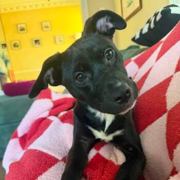 NOVA - Foster or Adopter needed -  Labrador Retriever Dog for Adoption in Largo, Florida - NOVA - Foster Or Adopter Needed | PetCurious