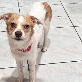 Rescue Mixed Breed Dogs for Adoption in Niagara Falls, Ontario - Pudgy (20250911-02) | PetCurious