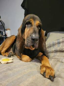 Rescue Bloodhound Dogs for Adoption in Evansville, Wisconsin - Rhubarb | PetCurious