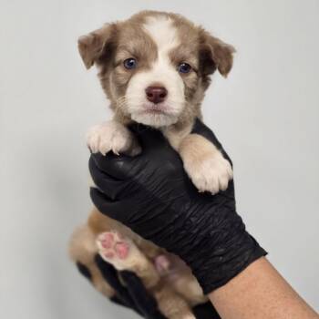Tommy -  Mixed Breed Dog Available for Adoption in Abilene, Texas - Tommy | PetCurious