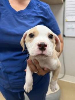 Bumper -  American Bulldog and Mixed Breed Dog for Adoption in Port St. Joe, Florida - Bumper | PetCurious