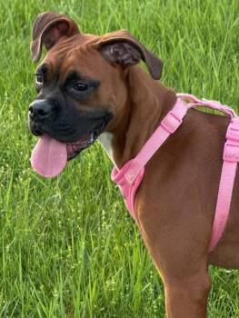 Ruby -  Boxer Dog for Adoption in Fountaintown, Indiana - Ruby | PetCurious