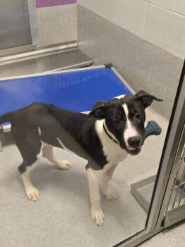 Rescue Mixed Breed Dogs for Adoption in Wellington, Kansas - Robin | PetCurious