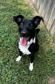 Lola -  Border Collie Dog for Adoption in Lexington, Kentucky - Lola | PetCurious