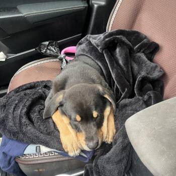 Doberman Pinscher and Mixed Breed Dogs Available for Adoption in Silver Spring, Maryland - Cornelius | PetCurious