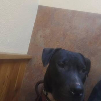 Rescue Black Labrador Retriever Dogs for Adoption - Buck | PetCurious