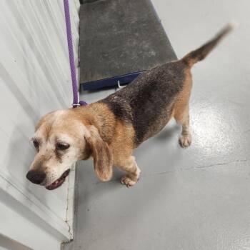 Addy -  Beagle and Hound Dog for Adoption in Morganfield, Kentucky - Addy | PetCurious