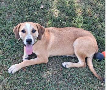 Gunner -  Mountain Cur Dog for Adoption in Algood, Tennessee - Gunner | PetCurious