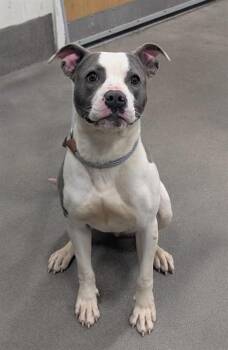 Pit Bull Terrier and Mixed Breed Dogs Available for Adoption - ORCHID | PetCurious