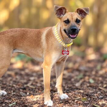 Mandy -  Chihuahua and Terrier Dog for Adoption in Boerne, Texas - Mandy | PetCurious